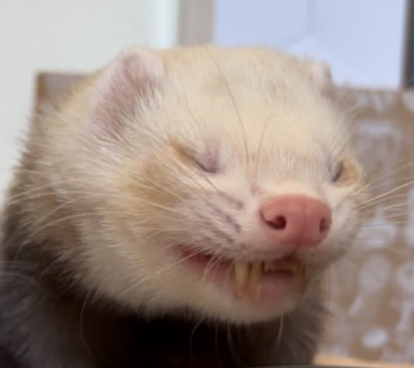geg.png