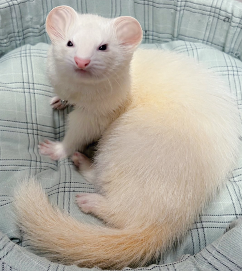 ratmarvin 500px.png