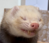 geg.png