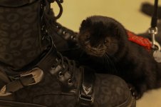 niggermarvin boot photo sesh.jpg