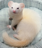 ratmarvin 500px.png