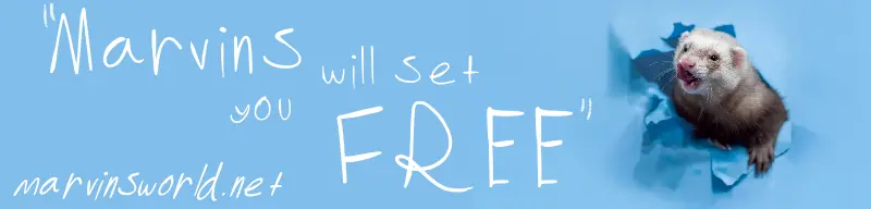 Banner image